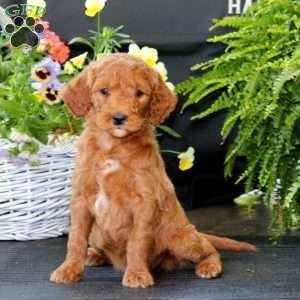 Anita, Goldendoodle Puppy