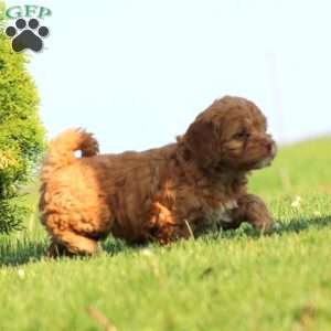 Anita, Cockapoo Puppy