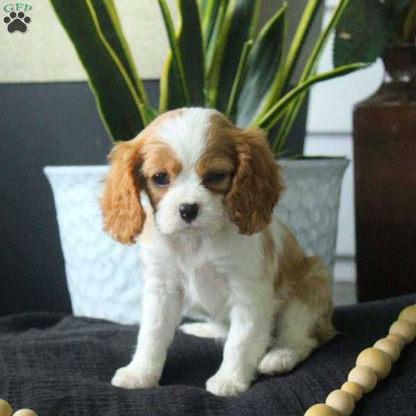 Annie, Cavalier King Charles Spaniel Puppy