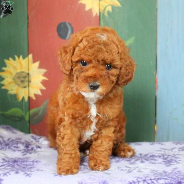 Annie, Miniature Poodle Puppy