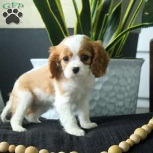 Annie, Cavalier King Charles Spaniel Puppy