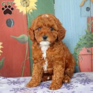 Annie, Miniature Poodle Puppy
