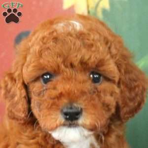 Annie, Miniature Poodle Puppy
