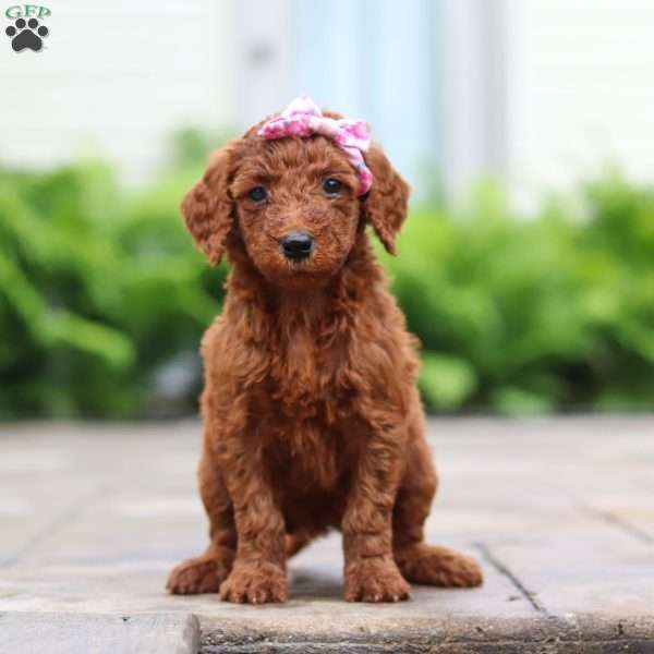 Apricot, Goldendoodle Puppy