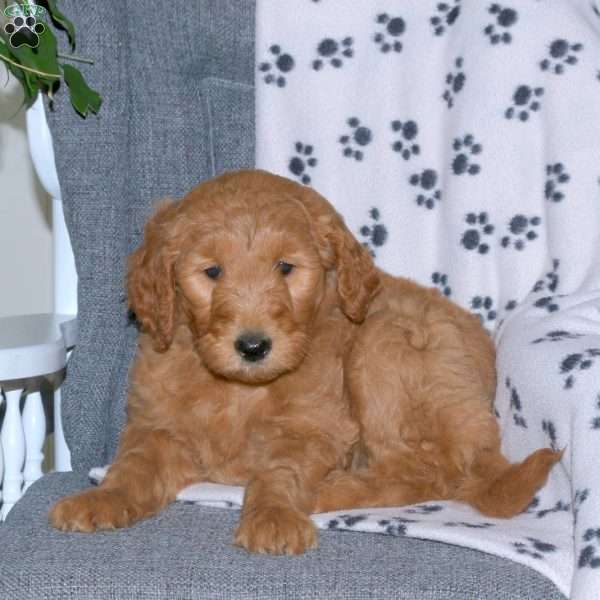 April, Goldendoodle Puppy