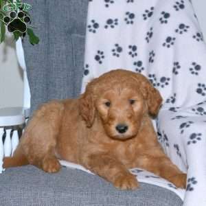 April, Goldendoodle Puppy