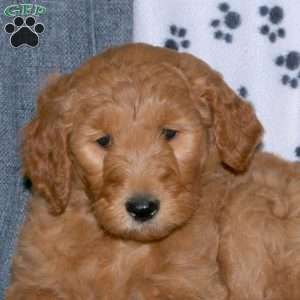 April, Goldendoodle Puppy