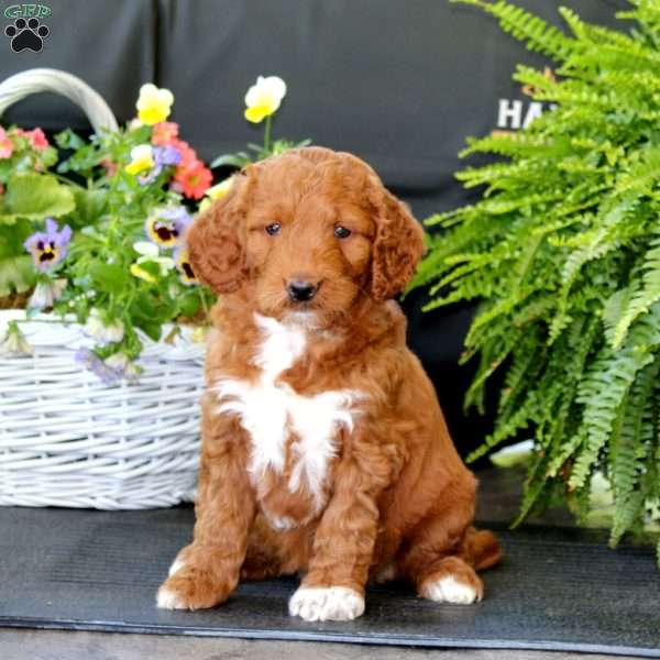 April, Goldendoodle Puppy