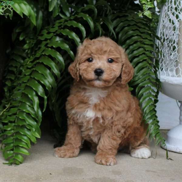 April, Bich-Poo Puppy