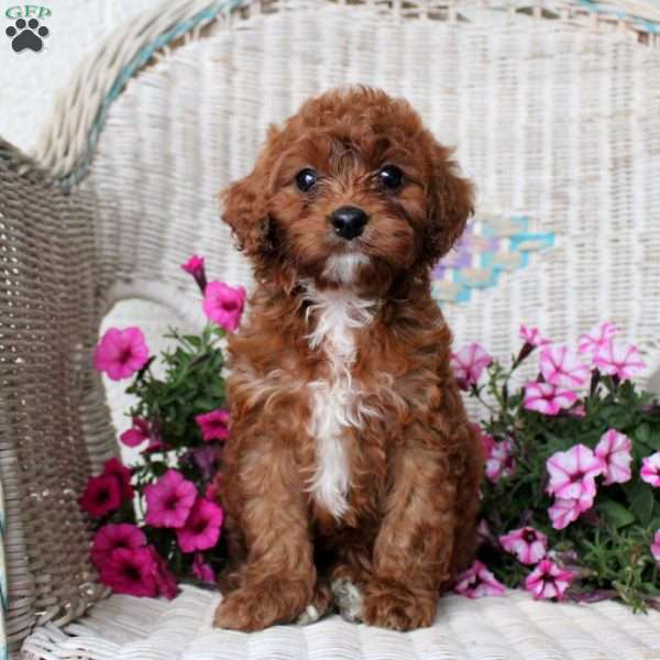April, Cavapoo Puppy