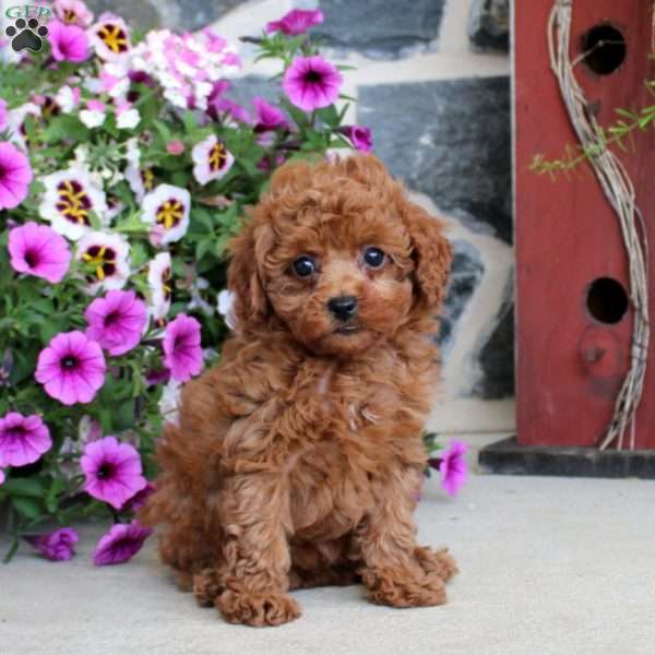 April, Miniature Poodle Puppy