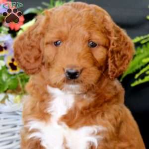 April, Goldendoodle Puppy