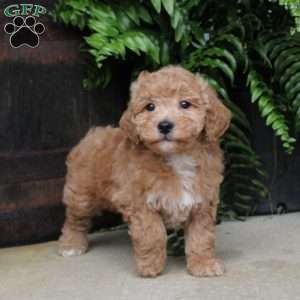April, Bich-Poo Puppy