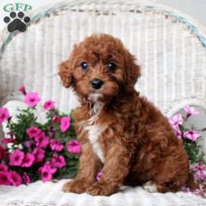 April, Cavapoo Puppy