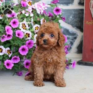 April, Miniature Poodle Puppy