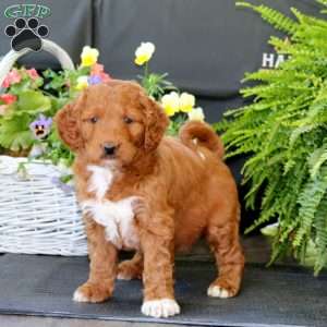 April, Goldendoodle Puppy