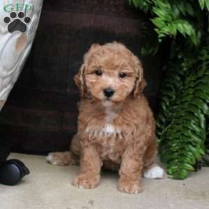 April, Bich-Poo Puppy