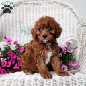 April, Cavapoo Puppy
