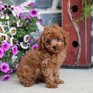 April, Miniature Poodle Puppy