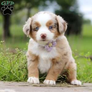 Aprilia, Miniature Australian Shepherd Puppy
