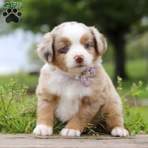 Aprilia, Miniature Australian Shepherd Puppy
