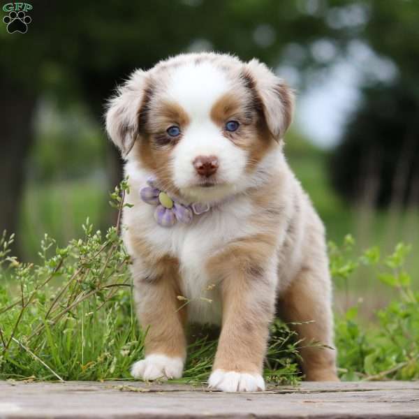 Aprilia, Miniature Australian Shepherd Puppy