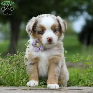 Aprilia, Miniature Australian Shepherd Puppy