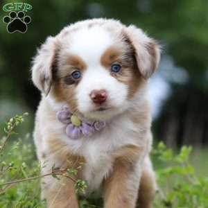 Aprilia, Miniature Australian Shepherd Puppy