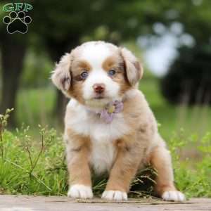 Aprilia, Miniature Australian Shepherd Puppy