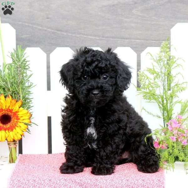 Aralee, Toy Poodle Mix Puppy