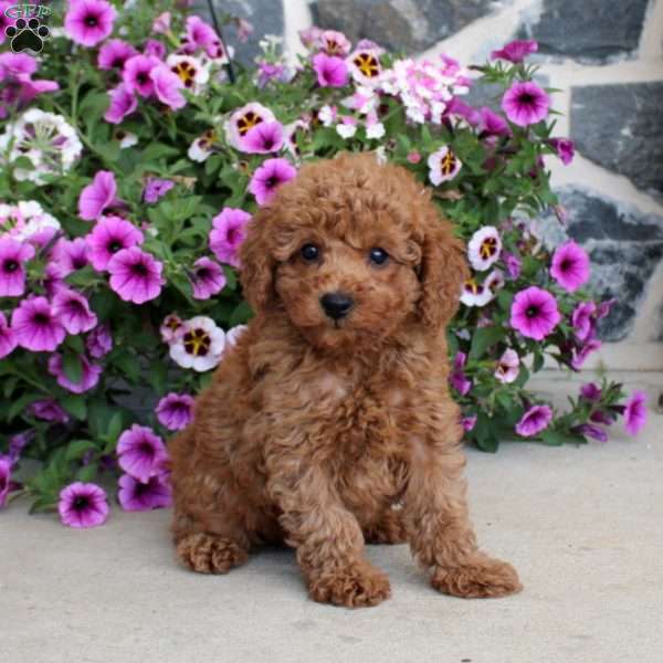 Archer, Miniature Poodle Puppy