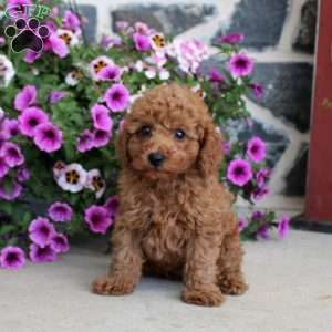 Archer, Miniature Poodle Puppy
