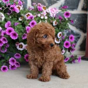 Archer, Miniature Poodle Puppy