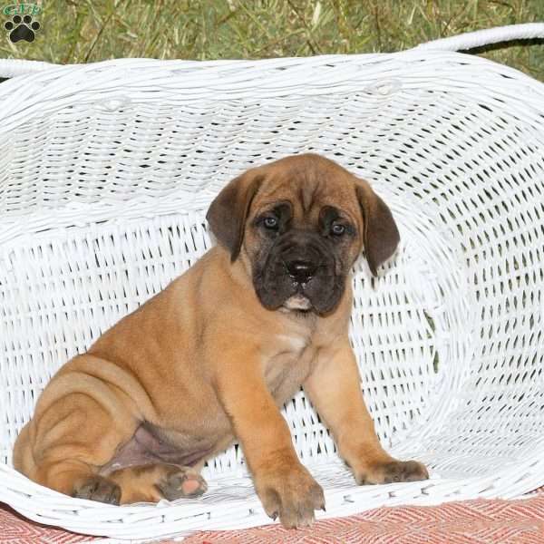 Archibald, Presa Cane Canario Puppy