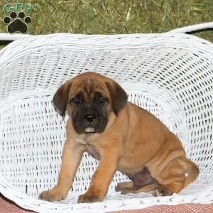 Archibald, Presa Cane Canario Puppy