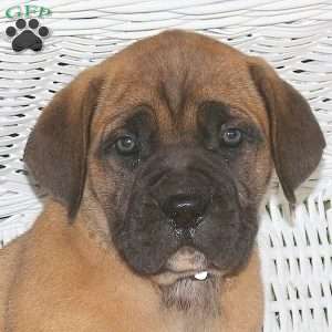 Archibald, Presa Cane Canario Puppy