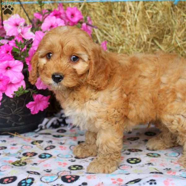 Archie, Cockapoo Puppy