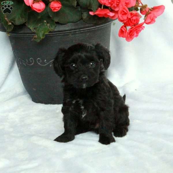 Archie, Yorkie Poo Puppy