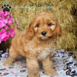 Archie, Cockapoo Puppy