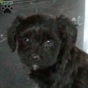 Archie, Yorkie Poo Puppy
