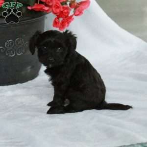 Archie, Yorkie Poo Puppy