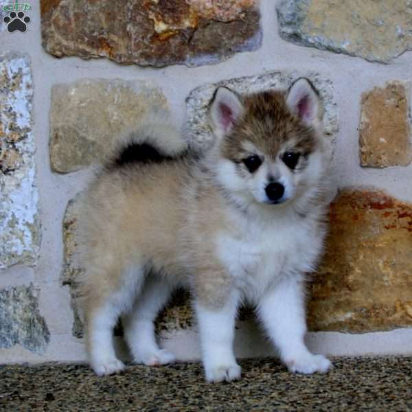 Archie, Pomeranian Mix Puppy