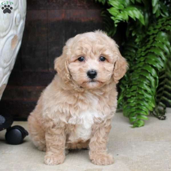 Archie, Bich-Poo Puppy