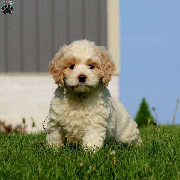 Archie, Cockapoo Puppy