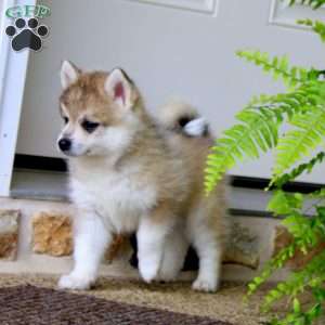 Archie, Pomeranian Mix Puppy