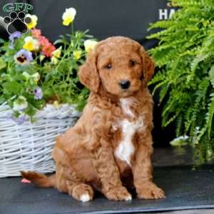 Archie, Goldendoodle Puppy