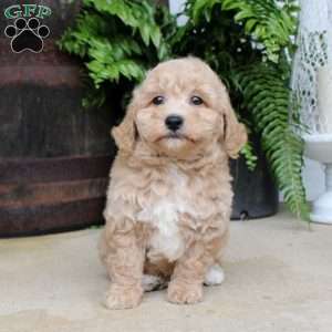 Archie, Bich-Poo Puppy