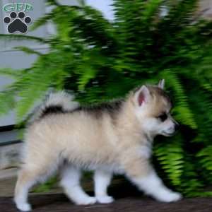 Archie, Pomeranian Mix Puppy