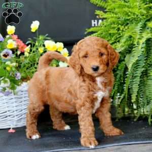 Archie, Goldendoodle Puppy