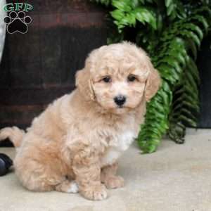 Archie, Bich-Poo Puppy